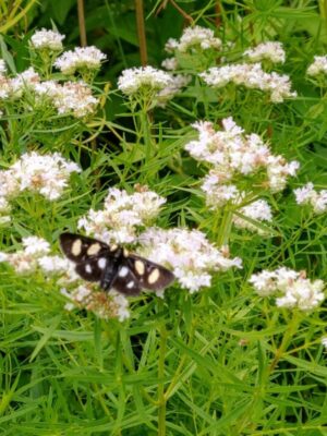 Slender Mountain Mint (Pycnanthemum tenuifolium) wildflower close up with Eight-spotted Forester moth (Alypia octomaculata)