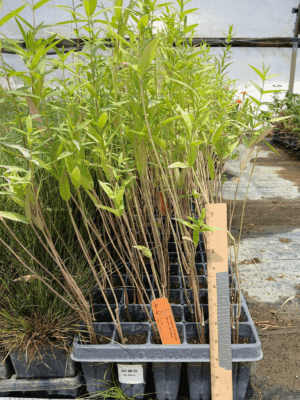 Tall Swamp Milkweed plug tray in greenhouse