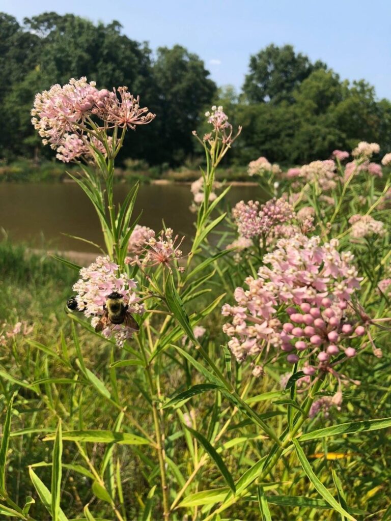 Swamp Milkweed (Asclepias incarnata) with clusters of pale pink flowers growing beside a pond, with green foliage, trees, and a bee visiting the blooms