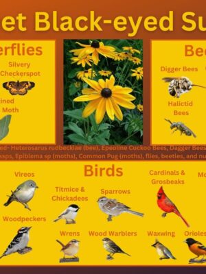 sweet black-eyed susan and its wildlife associations including butterflies, bees, and birds.