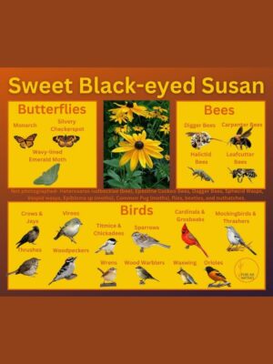sweet black-eyed susan and its wildlife associations including butterflies, bees, and birds.