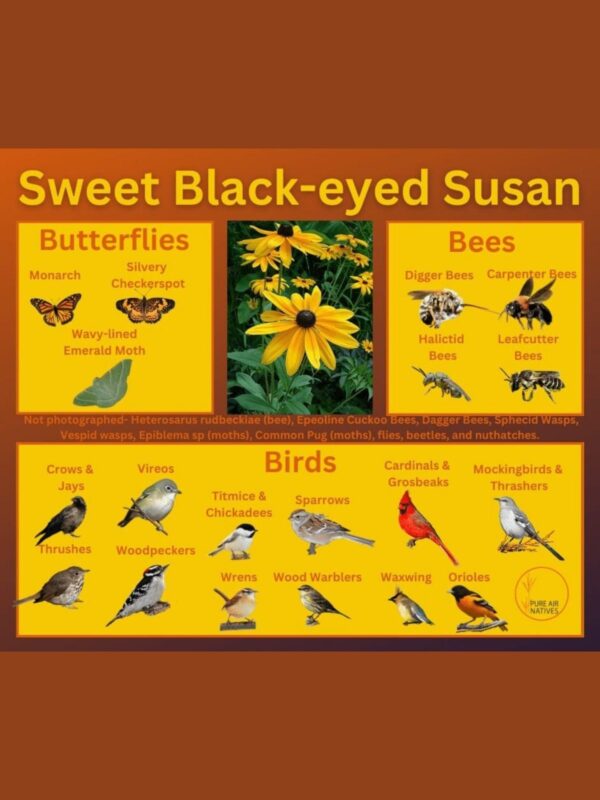 sweet black-eyed susan and its wildlife associations including butterflies, bees, and birds.