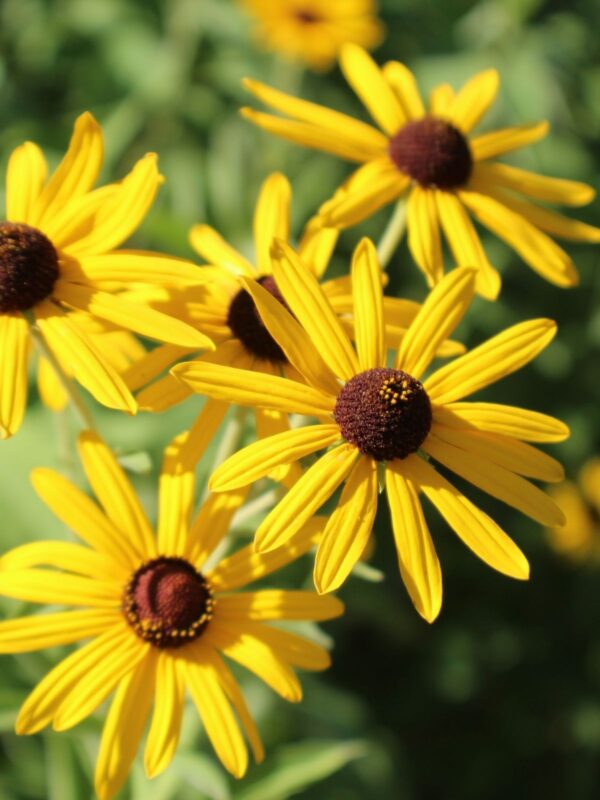 Sweet Black-Eyed Susan (Rudbeckia subtomentosa) with bright yellow flowers and dark brown centers