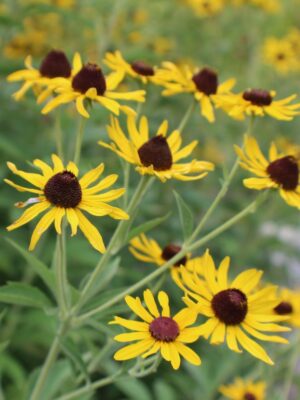 Sweet Black-Eyed Susan (Rudbeckia subtomentosa) with multiple yellow, brown-centered flowers branching from slender stems