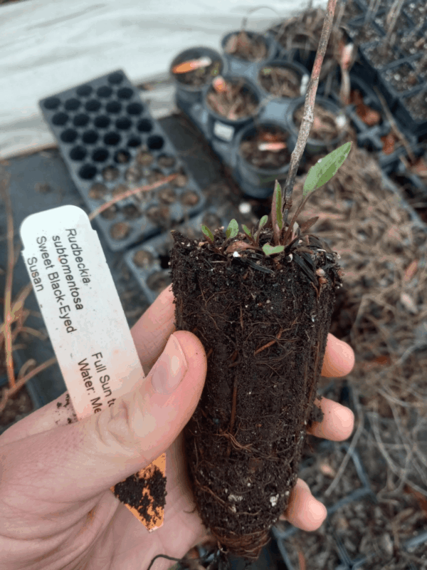 Healthy Sweet Black Eyed Susan plug showing roots