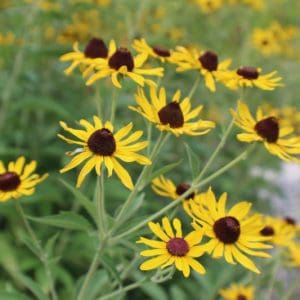 Sweet Black-Eyed Susan_Wild_Flower Seeds