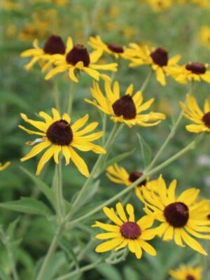 Sweet Black-Eyed Susan_Wild_Flower Seeds