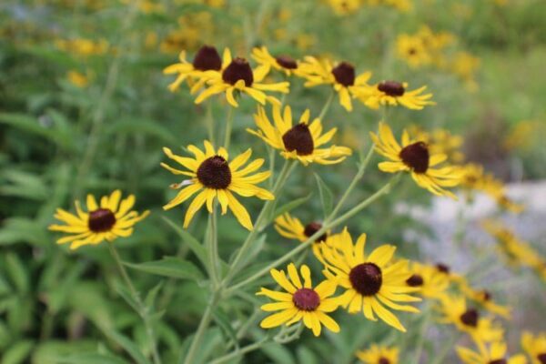 Sweet Black-Eyed Susan_Wild_Flower Seeds