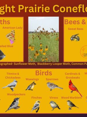 upright prairie coneflower and its wildlife associations including butterflies, bees, and birds