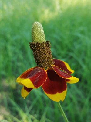 Upright Prairie Coneflower (Ratibida columnifera) flower bloom close up