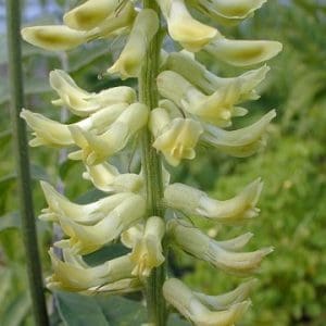 Canada Milkvetch Wild Flower Seeds