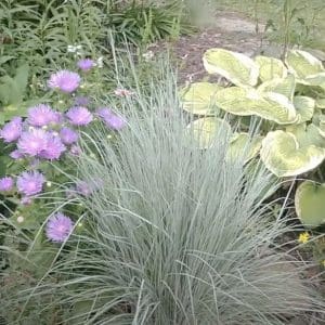 little bluestem