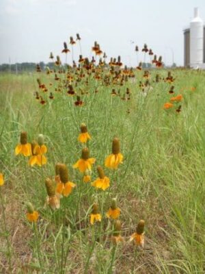 Field of Upright Prairie Coneflowers