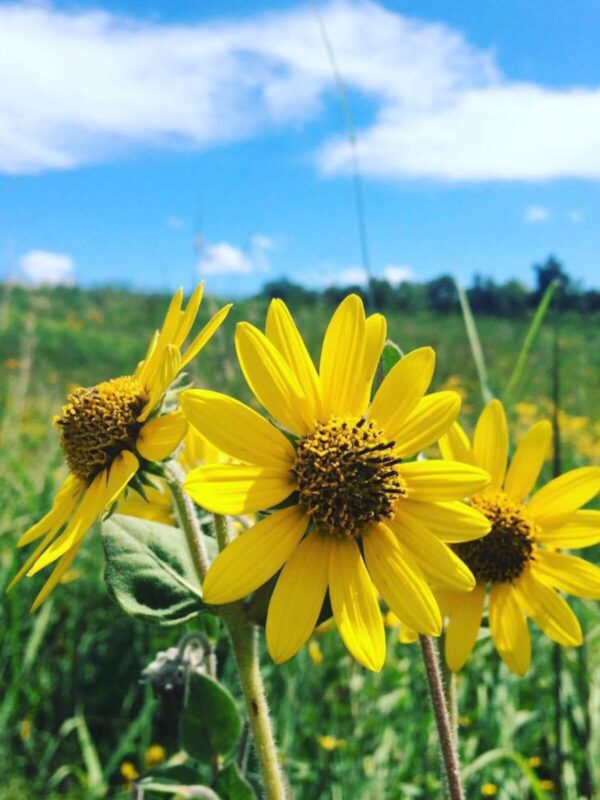 Ashy Sunflower (Helianthus mollis) close up