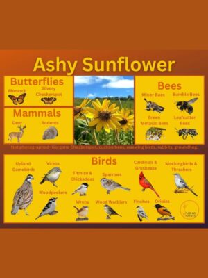 Ashy Sunflower Product Information brochure