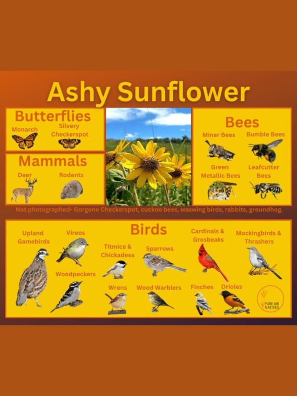 Ashy Sunflower Product Information brochure