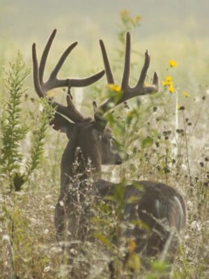 Big buck with antlers foraging deer food plot in forest