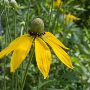 Grey Headed Coneflower perennial native forb wildflower