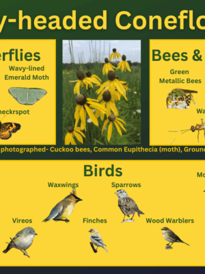 gray-headed coneflower with species of butterflies, bees, wasps, and birds that utilize it