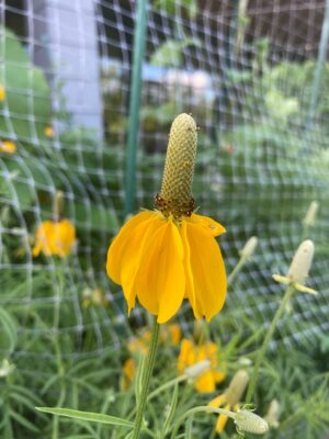 Gray-headed Coneflower growing in vegetable home garden