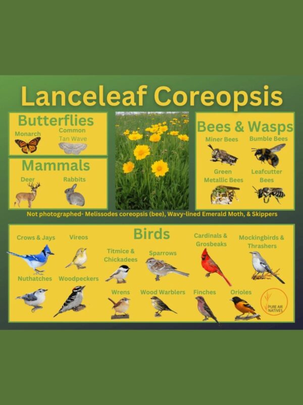 lanceleaf coreopsis and its wildlife associations including butterflies, herbivores, bees, wasps, and birds