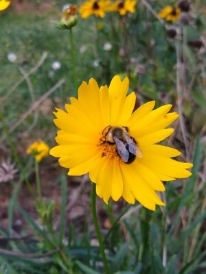 Lanceleaf Coreopsis close up with bee in meadow