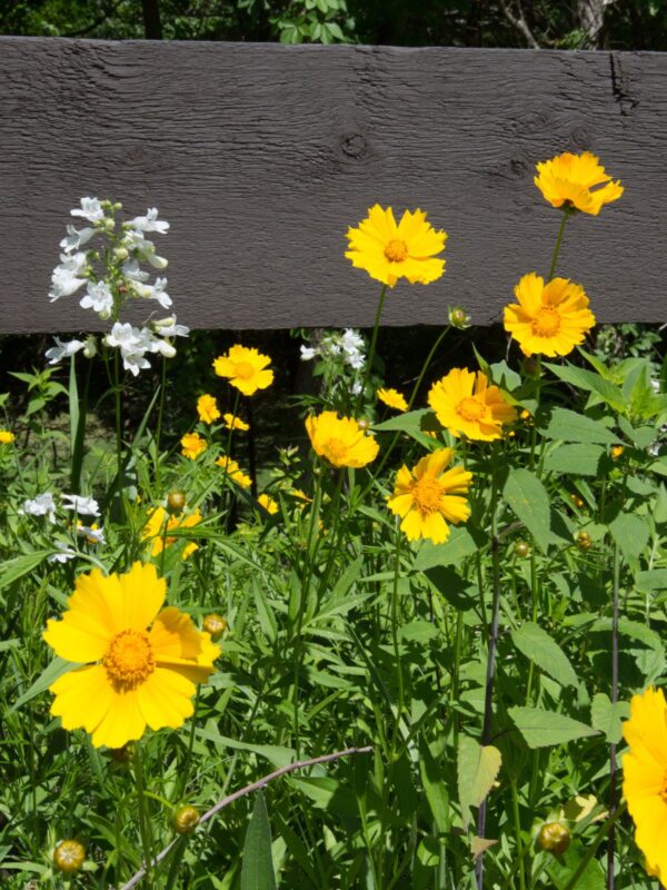 Lanceleaf Coreopsis and Foxglove Beartongue growing by wooden fence in meadow