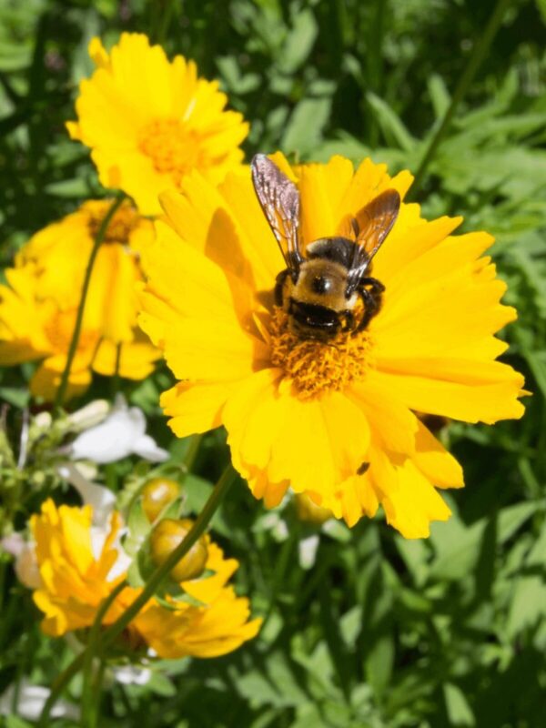 Lanceleaf Coreopsis flower close up with bee
