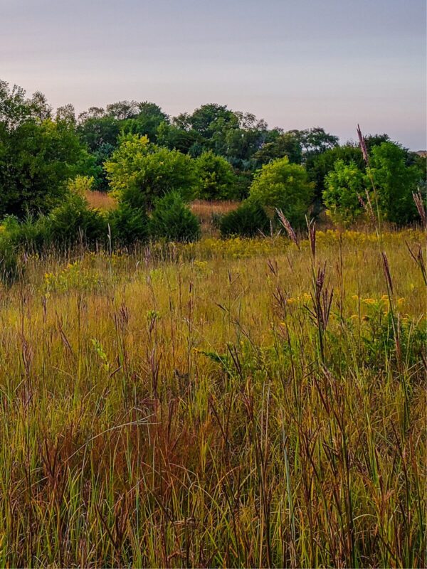 Native pasture seed mix featuring native grasses and wildflowers for rotational grazing, soil health, and wildlife habitat