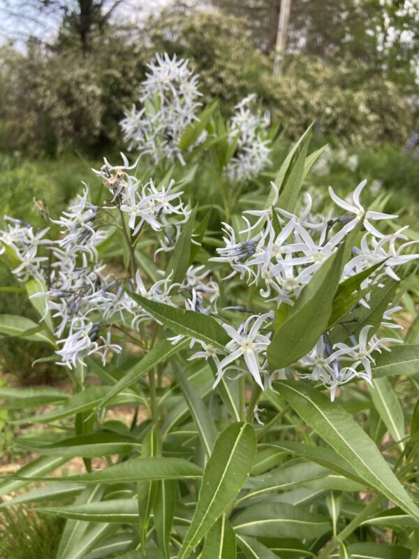 Shining Bluestar ( Amsonia illustris)