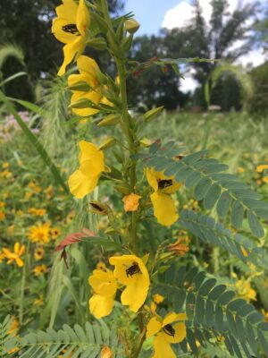 Partridge Pea (Chamaecrista fasciculata) displaying bright yellow flowers and feathery compound leaves in a native prairie