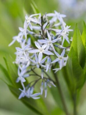 Shining Bluestar Wildflower Perennial Forb