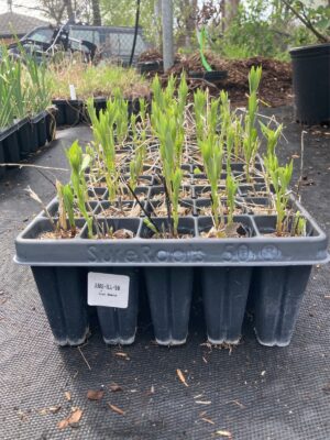 Shining Bluestar 50 plug tray of seedlings outside at warehouse