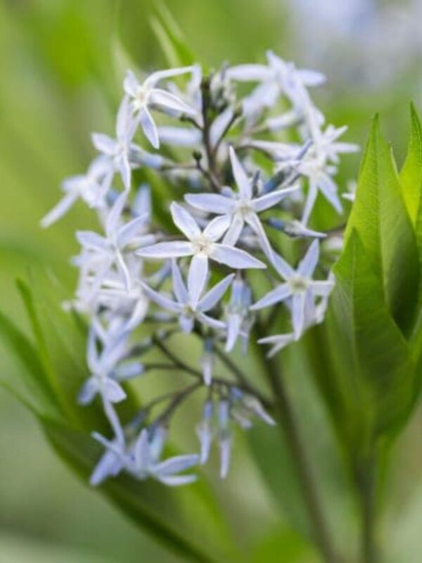 Shining Bluestar blooming flower close up