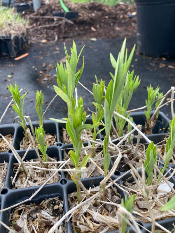 Shining Bluestar seedling leaves close up