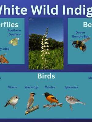 White wild indigo and it's wildlife associations including butterflies, bees, and birds.