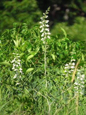 White Wild Indigo (Baptisia alba) clump producing tall white flower spikes among diverse native grasses and wildflowers.