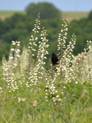 Baptisia alba colony in prairie field with red winged blackbird perched on a stem