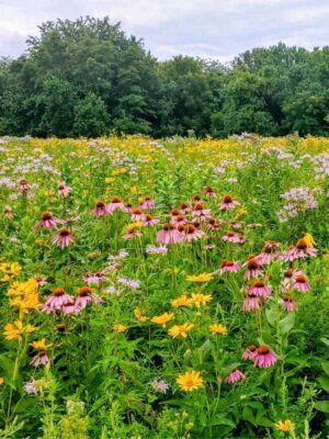 Colorful native prairie planting with Purple Coneflower, Lanceleaf Coreopsis, Wild Bergamot, and other wildflowers blooming across an established meadow.