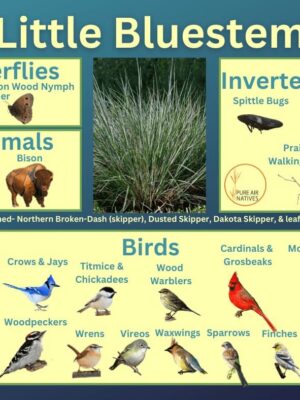 Little Bluestem and it's wildlife associations including butterflies, mammals, leafhopper insects, walkingsticks and birds.