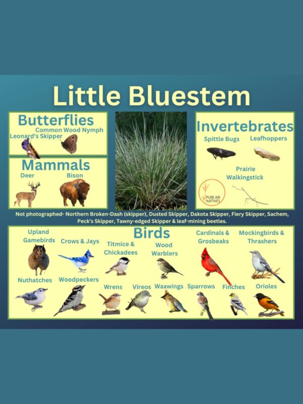 Little Bluestem and its wildlife associations including butterflies, mammals, leafhopper insects, walking sticks and birds.