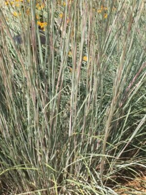 Little Bluestem growing in field close up