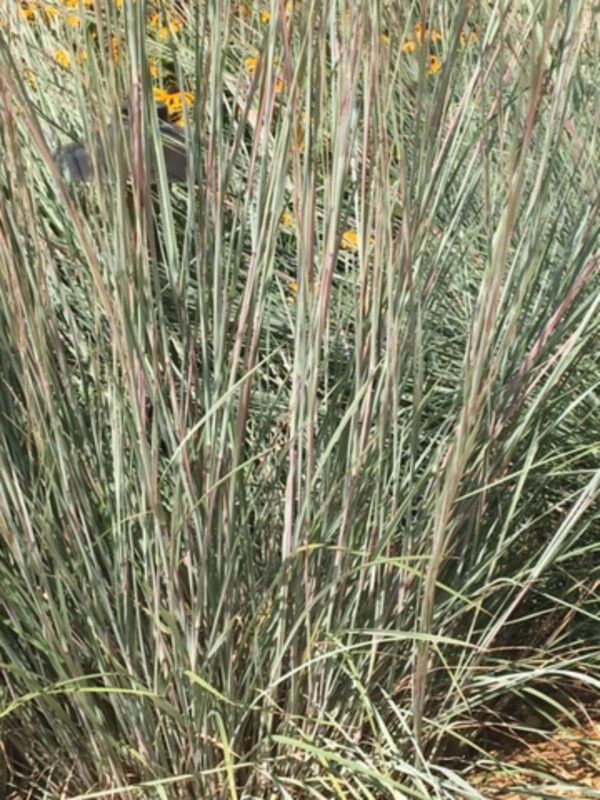 Little Bluestem growing in field close up