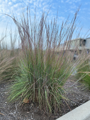 Little Bluestem (Schizachyrium scoparium) clump with fine green foliage and reddish-purple stems and seedheads.