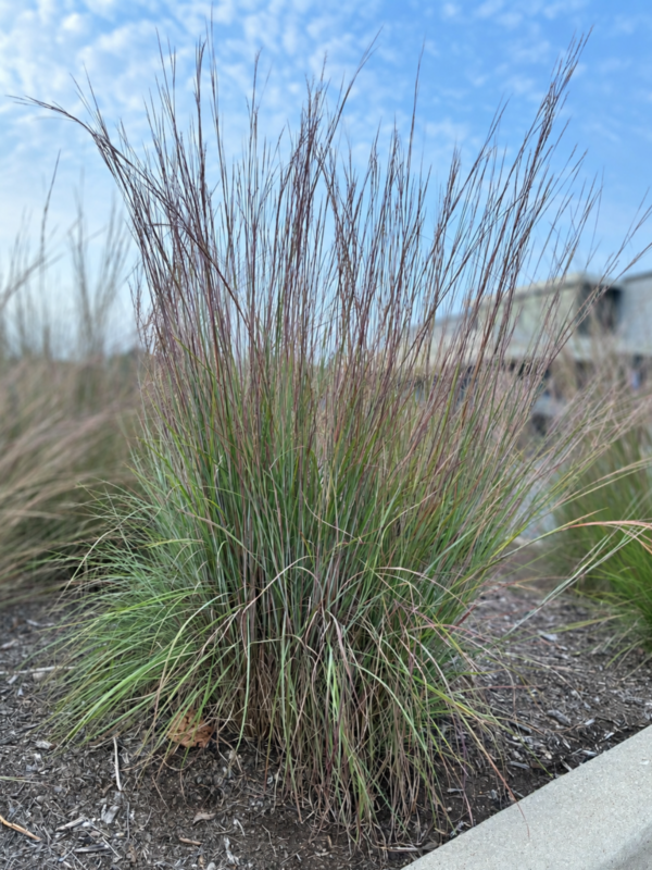 Little Bluestem (Schizachyrium scoparium) clump with fine green foliage and reddish-purple stems and seedheads.