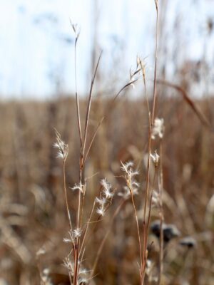 Little Bluestem red and white fall foliage interest