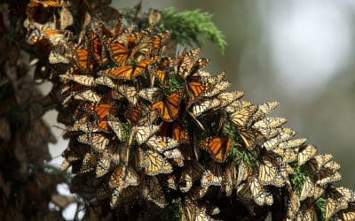 The Monarch Butterflies’ Migration And The Plants Vital To It