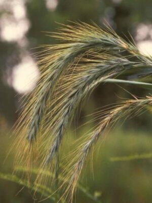 Canada Wildrye seed heads bunch