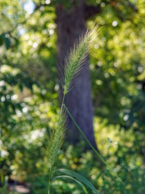 Canada Wildrye seed head