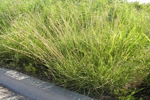 side oats grama grass